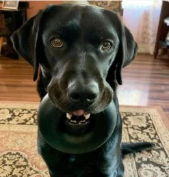 Goughnuts-onverwoestbaar Honden Speelgoed-Ring-levenslange Garantie-M-super Sterk-Zwart