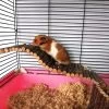 4 Stuks Hamster Speelgoed Set Houten Kooi Platform Klim Speelgoed Ladder Brug Loop Oefening Voor Hamster Cavia Muis En Konijnen