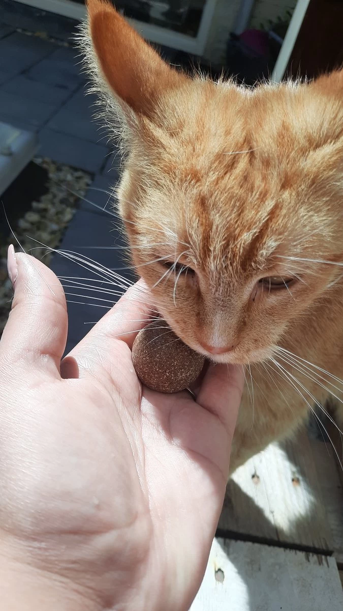 PerfectPlant – Kattenbal – Catnipbal – Natuurlijk – Katten – Speelgoed – Catnip – Haarbal – Likken – Mint – Bal – Spelen – Slechte Adem – 2 Stuks 3 PerfectPlant – Kattenbal – Catnipbal – Natuurlijk – Katten – Speelgoed – Catnip – Haarbal – Likken – Mint – Bal – Spelen – Slechte Adem – 2 Stuks